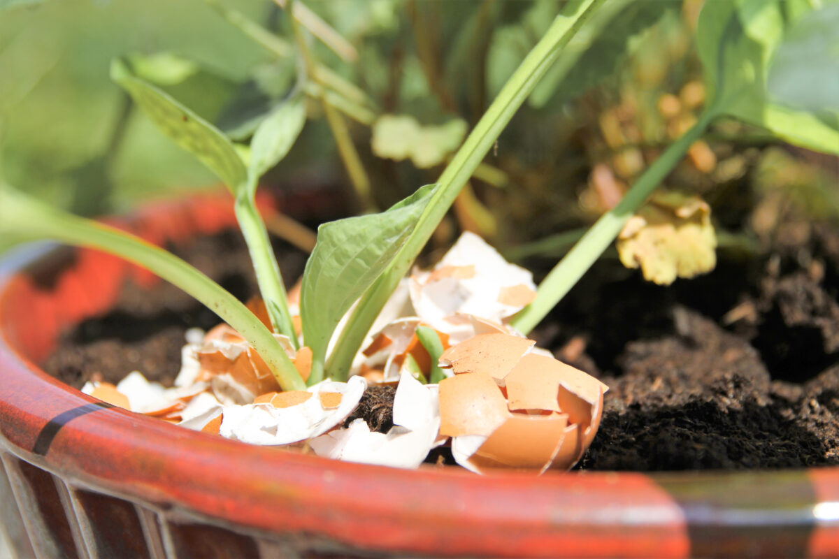 Reuse and Repurpose Eggshells - Noah's Pride